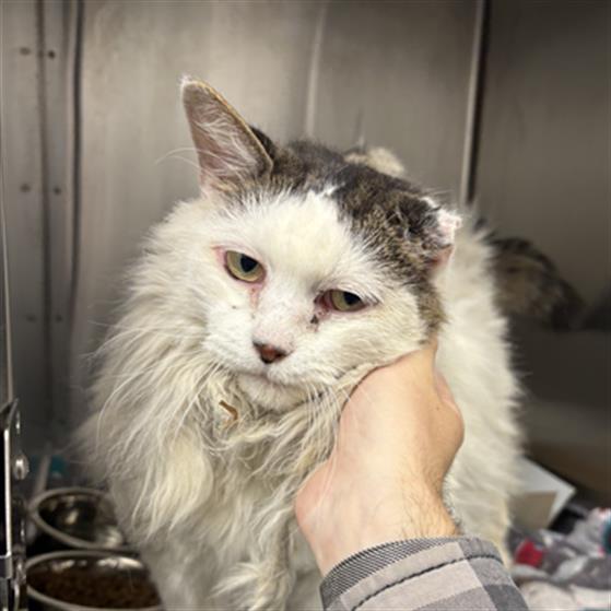 Shelter Stray Male Cat last seen Near, 5001 E Raymond St, Indianapolis, IN 46203, USA