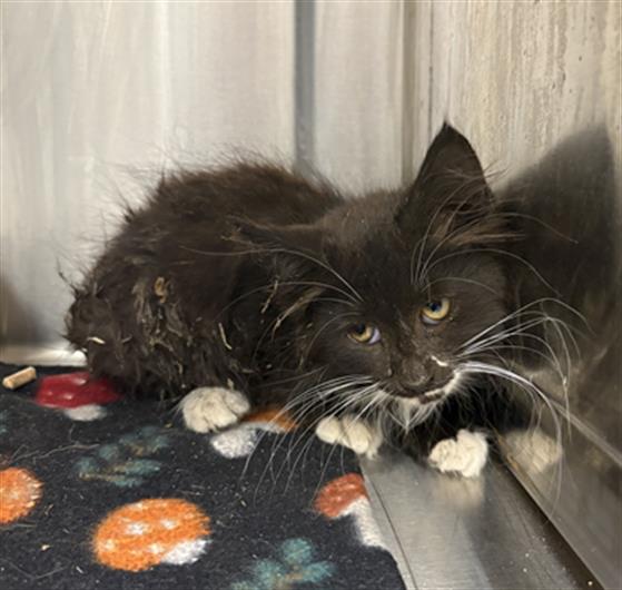 Shelter Stray Female Cat last seen Near, 5001 E Raymond St, Indianapolis, IN 46203, USA
