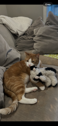 Lost Male Cat last seen 91st and Garrison Dr, Indianapolis, IN 46240