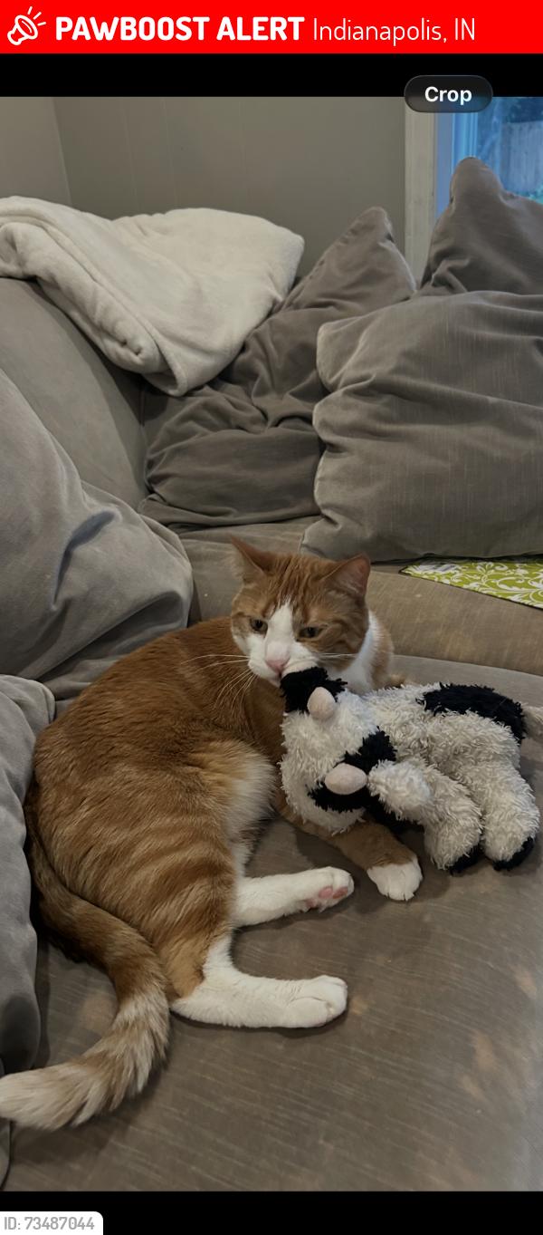 Lost Male Cat last seen 91st and Garrison Dr, Indianapolis, IN 46240