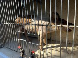 Shelter Stray Female Livestock last seen Near BLOCK AZOO AVE, JONES OK 73049, 2811 SE 29th St, Oklahoma City, OK 73129, USA