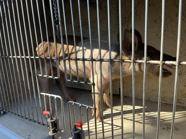 Shelter Stray Female Livestock last seen Near BLOCK AZOO AVE, JONES OK 73049, 2811 SE 29th St, Oklahoma City, OK 73129, USA