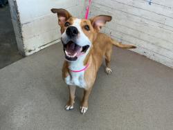 Shelter Stray Female Dog last seen OAK ST & S K ST, SAN BERNARDINO, CA, 92410, USA, 333 Chandler Pl, San Bernardino, CA 92408, USA
