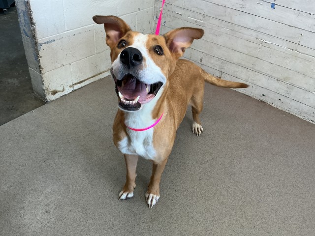 Shelter Stray Female Dog last seen OAK ST & S K ST, SAN BERNARDINO, CA, 92410, USA, 333 Chandler Pl, San Bernardino, CA 92408, USA