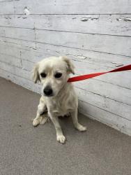 Shelter Stray Male Dog last seen N PEPPER AVE X E BASE LINE RD, 333 Chandler Pl, San Bernardino, CA 92408, USA