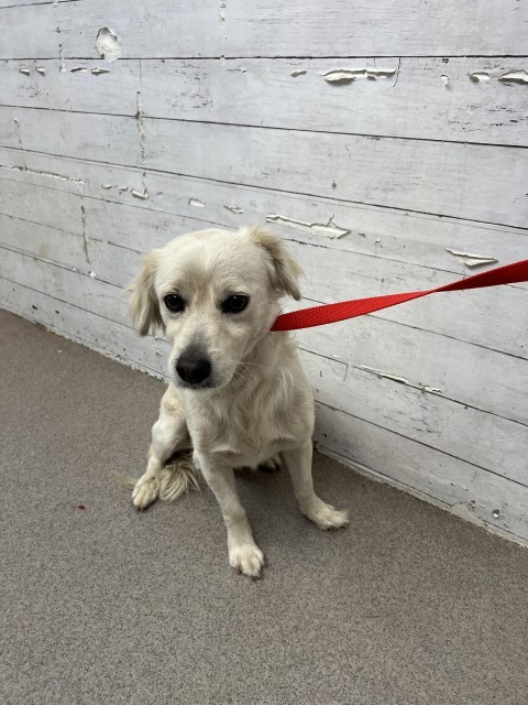 Shelter Stray Male Dog last seen N PEPPER AVE X E BASE LINE RD, 333 Chandler Pl, San Bernardino, CA 92408, USA