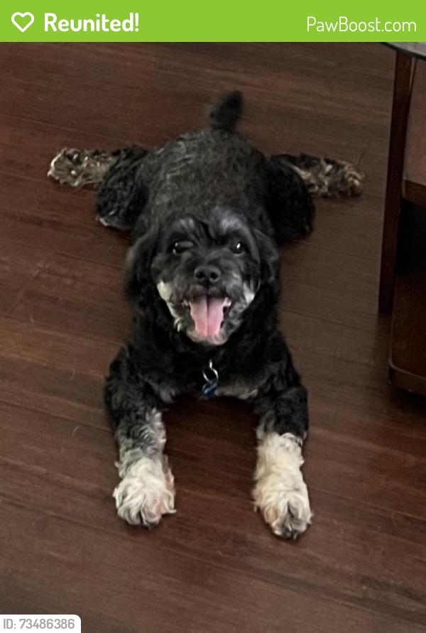 Reunited Male Dog last seen Gulf to Bay and Her ules, Clearwater, FL 33765