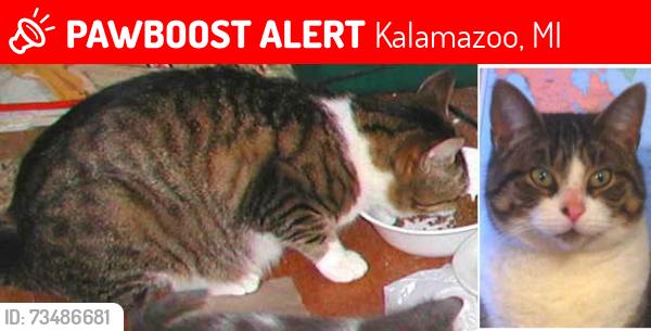 Lost Female Cat last seen Egleston/Fair, Kalamazoo, MI 49001
