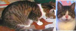 Lost Female Cat last seen Egleston/Fair, Kalamazoo, MI 49001
