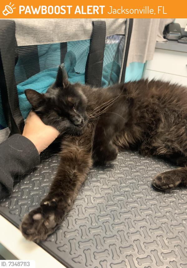 Found/Stray Male Cat last seen Whispering Pines, Jacksonville, FL 32244