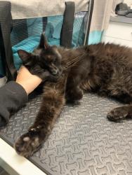 Found/Stray Male Cat last seen Whispering Pines, Jacksonville, FL 32244