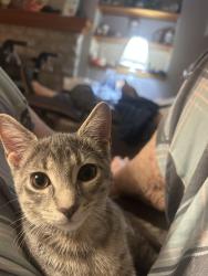 Reunited Female Cat last seen O’Day-Harrison and North Market Street, Mount Sterling, OH 43143
