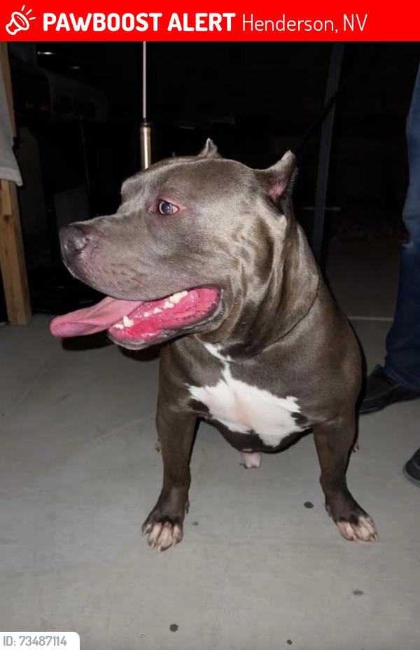 Lost Male Dog last seen Waterwheel falls dr, Henderson, NV 89015