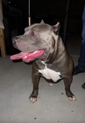 Lost Male Dog last seen Waterwheel falls dr, Henderson, NV 89015