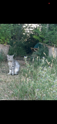 Lost Male Cat last seen Lowell 79th ave, Westminster, CO 80030
