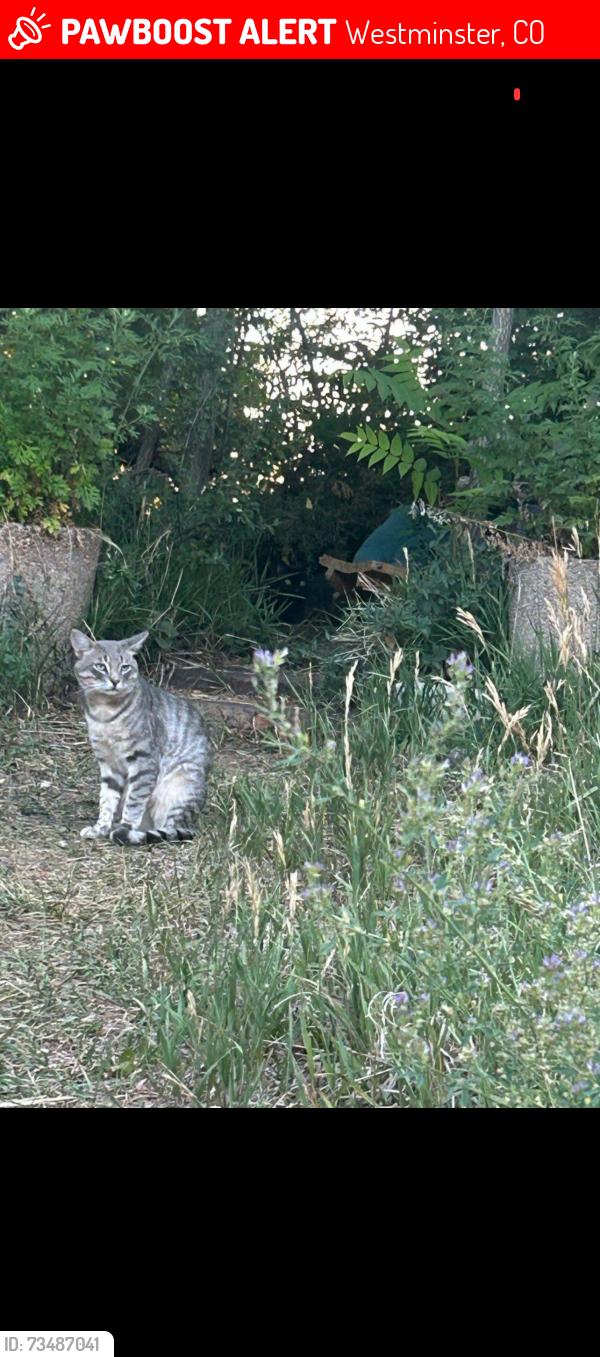 Lost Male Cat last seen Lowell 79th ave, Westminster, CO 80030