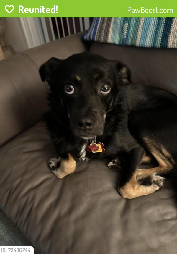 Reunited Female Dog last seen Treetop View Lane andIvory Bluff Trail, Ivory Hills, NC 27539