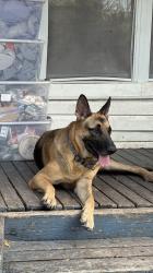 Lost Male Dog last seen Alamo Heights Jr School, Alamo Heights, TX 78209