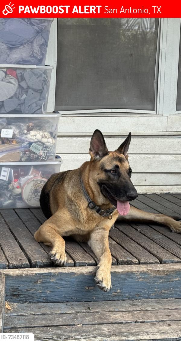 Lost Male Dog last seen Alamo Heights Jr School, Alamo Heights, TX 78209