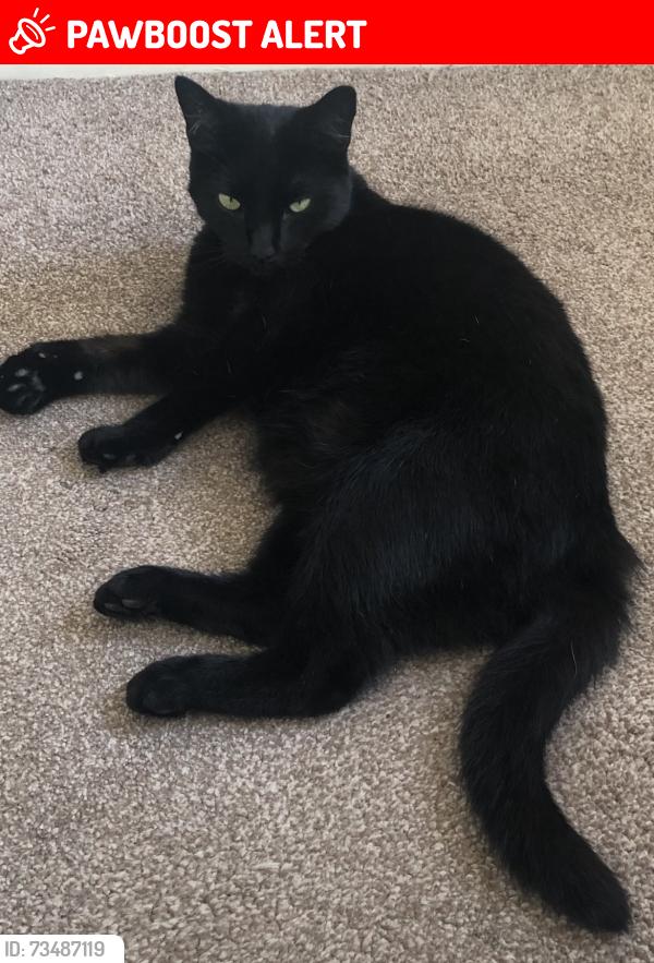 Lost Male Cat last seen Lingley Green, Great Sankey, England WA5 3PL