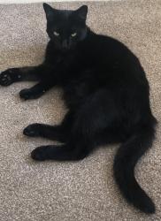 Lost Male Cat last seen Lingley Green, Great Sankey, England WA5 3PL