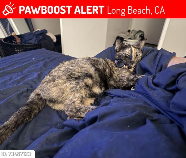 Lost Female Cat last seen 3rd Street and Pacific Ave, Long Beach, CA 90802
