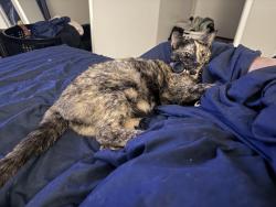 Lost Female Cat last seen 3rd Street and Pacific Ave, Long Beach, CA 90802