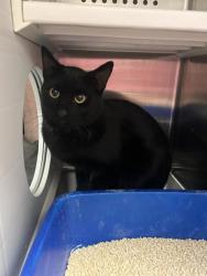 Shelter Stray Male Cat last seen Gladstone Blvd & N Wheeling Ave, 64123, 64123, MO, 7077 Elmwood Ave, Kansas City, MO 64132, USA