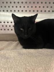 Shelter Stray Male Cat last seen Gladstone Blvd & N Wheeling Ave, 64123, 64123, MO, 7077 Elmwood Ave, Kansas City, MO 64132, USA