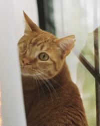 Reunited Male Cat last seen Near Bellevue Ave, Los Angeles, CA 90026, Los Angeles, CA 90026