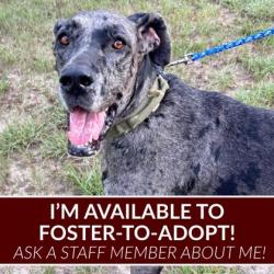 Shelter Stray Female Dog last seen Twisted Oaks and Briarcrest, Aggieland Humane Society, TX, 5359 Leonard Rd, Bryan, TX 77807, USA
