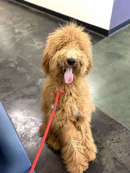 Shelter Stray Male Dog last seen Univeristy St, Memphis, TN, 935 Farm Rd, Memphis, TN 38134, USA