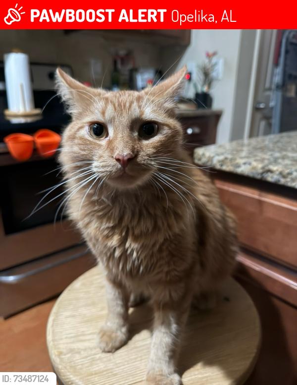 Lost Male Cat last seen Veterans Pkwy, Opelika, AL 36801