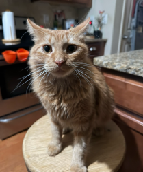 Lost Male Cat last seen Veterans Pkwy, Opelika, AL 36801
