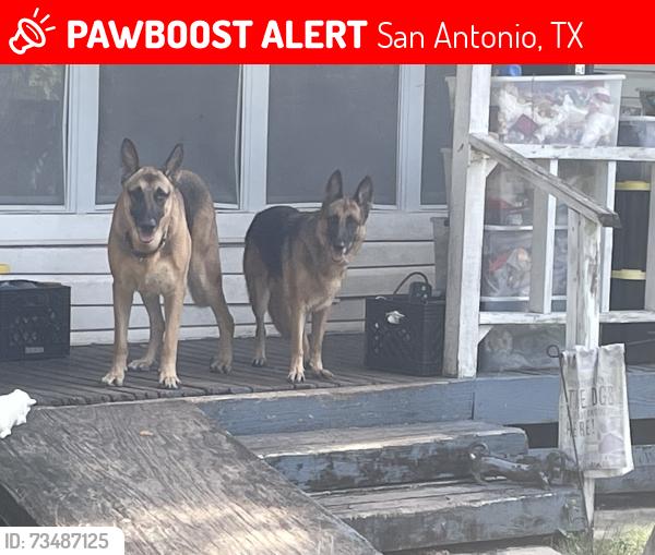 Lost Female Dog last seen Sunset Ridge apmts, San Antonio, TX 78209