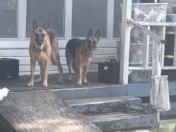 Lost Female Dog last seen Sunset Ridge apmts, San Antonio, TX 78209
