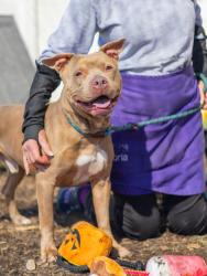 Shelter Stray Male Dog last seen Near Thompson Circle Decatur, 30034, 30034, GA, 3280 Chamblee Dunwoody Rd, Chamblee, GA 30341, USA