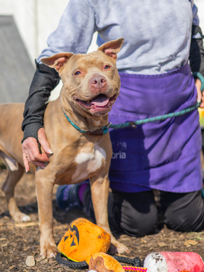 Shelter Stray Male Dog last seen Near Thompson Circle Decatur, 30034, 30034, GA, 3280 Chamblee Dunwoody Rd, Chamblee, GA 30341, USA