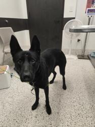 Shelter Stray Male Dog last seen Near forrest park rd, Atlanta, GA, 1251 Fulton Industrial Blvd NW, Atlanta, GA 30336, USA