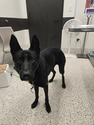 Shelter Stray Male Dog last seen Near forrest park rd, Atlanta, GA, 1251 Fulton Industrial Blvd NW, Atlanta, GA 30336, USA