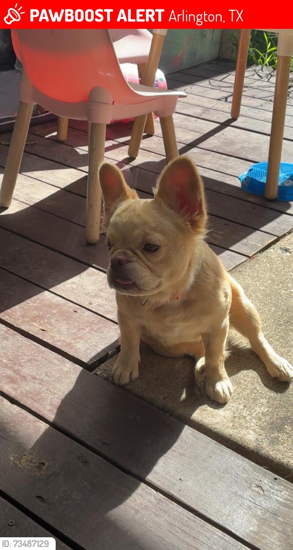 Lost Female Dog last seen Cravens Park & York River, Arlington, TX 76018