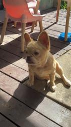 Lost Female Dog last seen Cravens Park & York River, Arlington, TX 76018