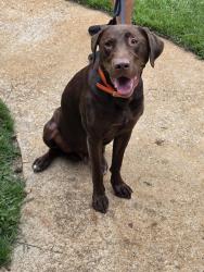Reunited Male Dog last seen Rising Star RD & Old Greenville RD, Fayetteville, GA 30215