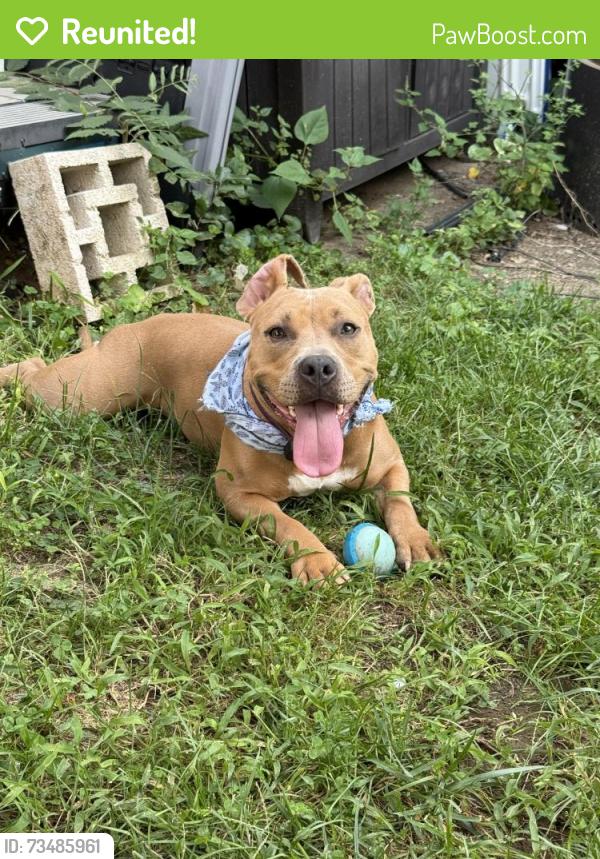Reunited Female Dog last seen MetroBar / Rhode Island Red Line, Washington, DC 20002