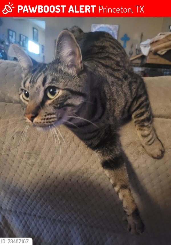 Lost Male Cat last seen Street from elementary school, Princeton, TX 75407