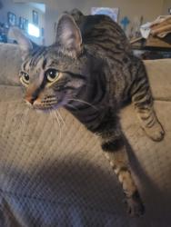 Lost Male Cat last seen Street from elementary school, Princeton, TX 75407