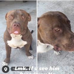 Reunited Male Dog last seen Near Dollar General subdivision, Broadway, NC 27505