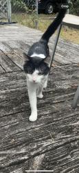 Found/Stray Unknown Cat last seen near UNCG, Greensboro, NC 27406