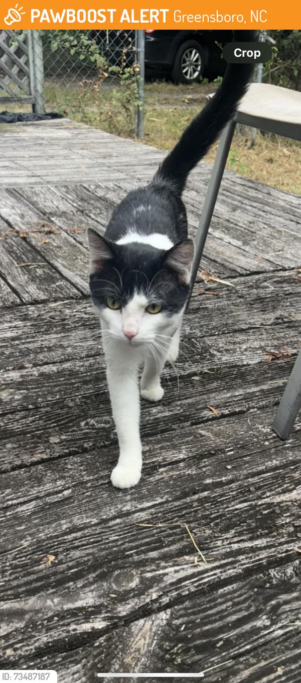 Found/Stray Unknown Cat last seen near UNCG, Greensboro, NC 27406