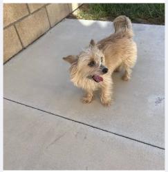 Reunited Male Dog last seen Chase and Garrison, Corona, CA 92879